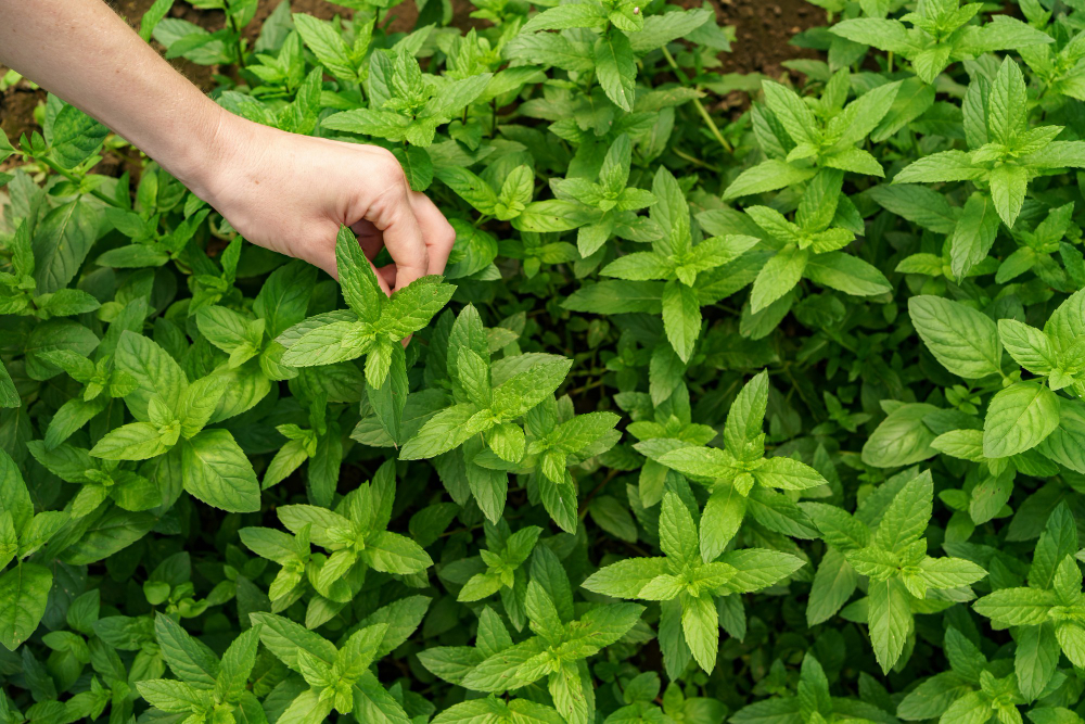 tulsi